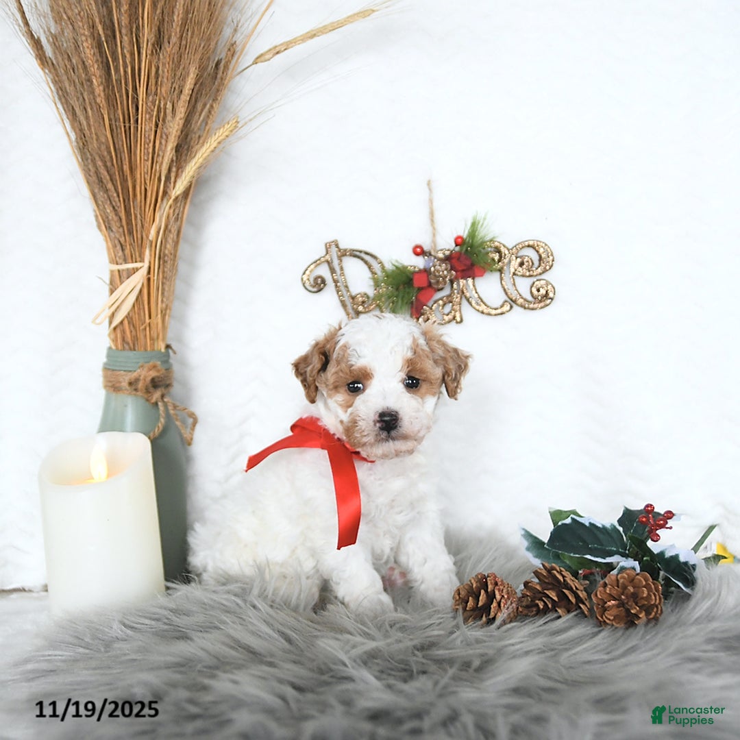 Cavapoo dogs for sale: Savanna HOUSE RAISED - Ad 4