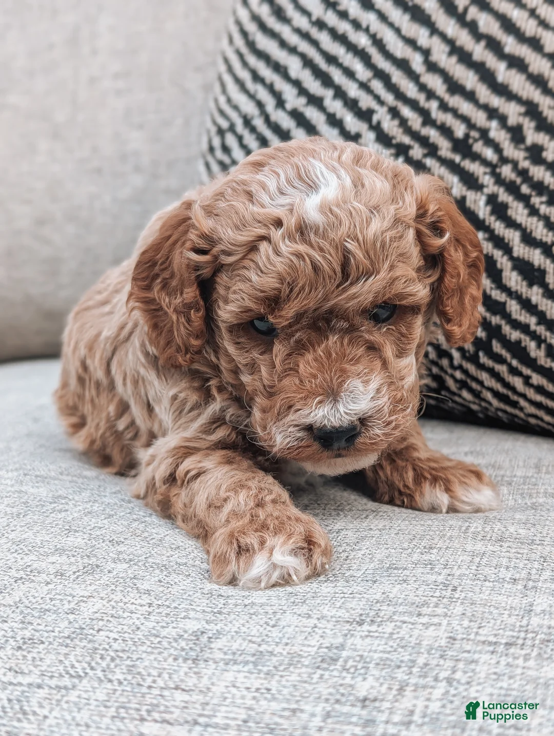 Bichpoo dogs for sale: Tommy - Ad 1