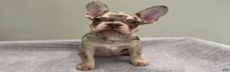 French Bulldog dogs for sale: Shelly - Ad 6