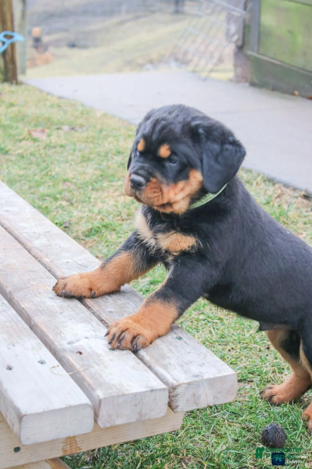 Rottweiler dogs for sale: Foster - Ad 1