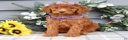 Standard Poodle dogs for sale: Rosie - Ad 13