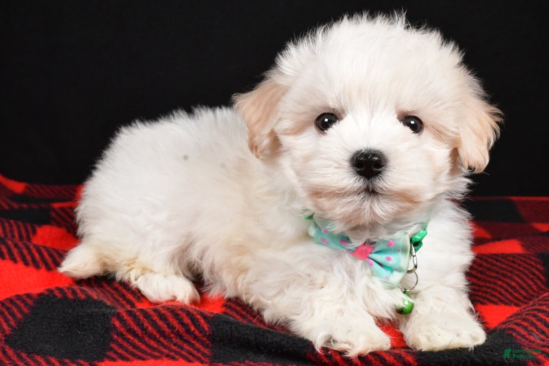 Maltipoo dogs for sale: Manny - Ad 6