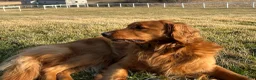 Golden Retriever dogs for sale: Pepper  - Ad 4