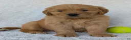 Golden Retriever dogs for sale: Hunter - Ad 11