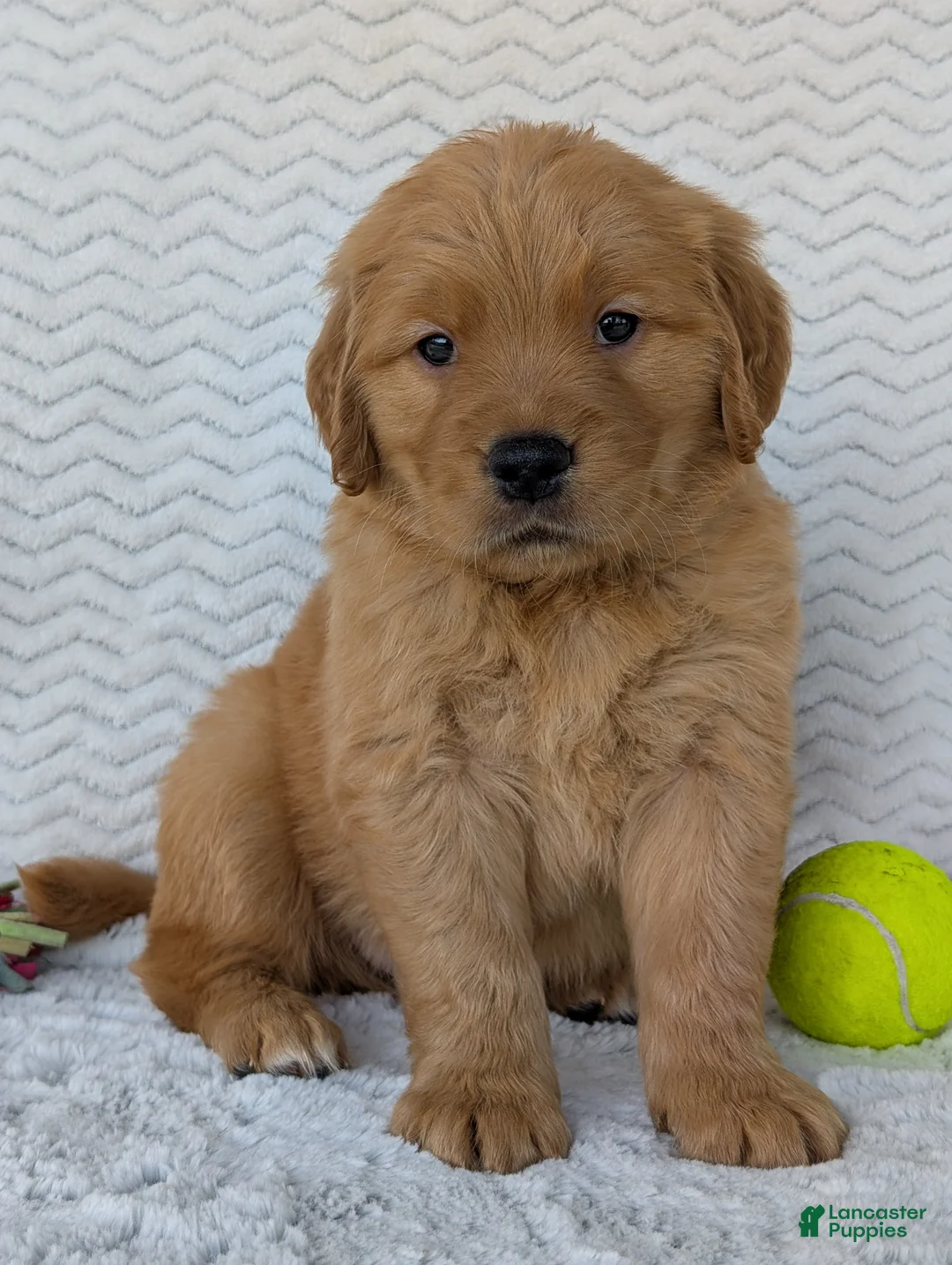 Golden Retriever dogs for sale: Hunter - Ad 11