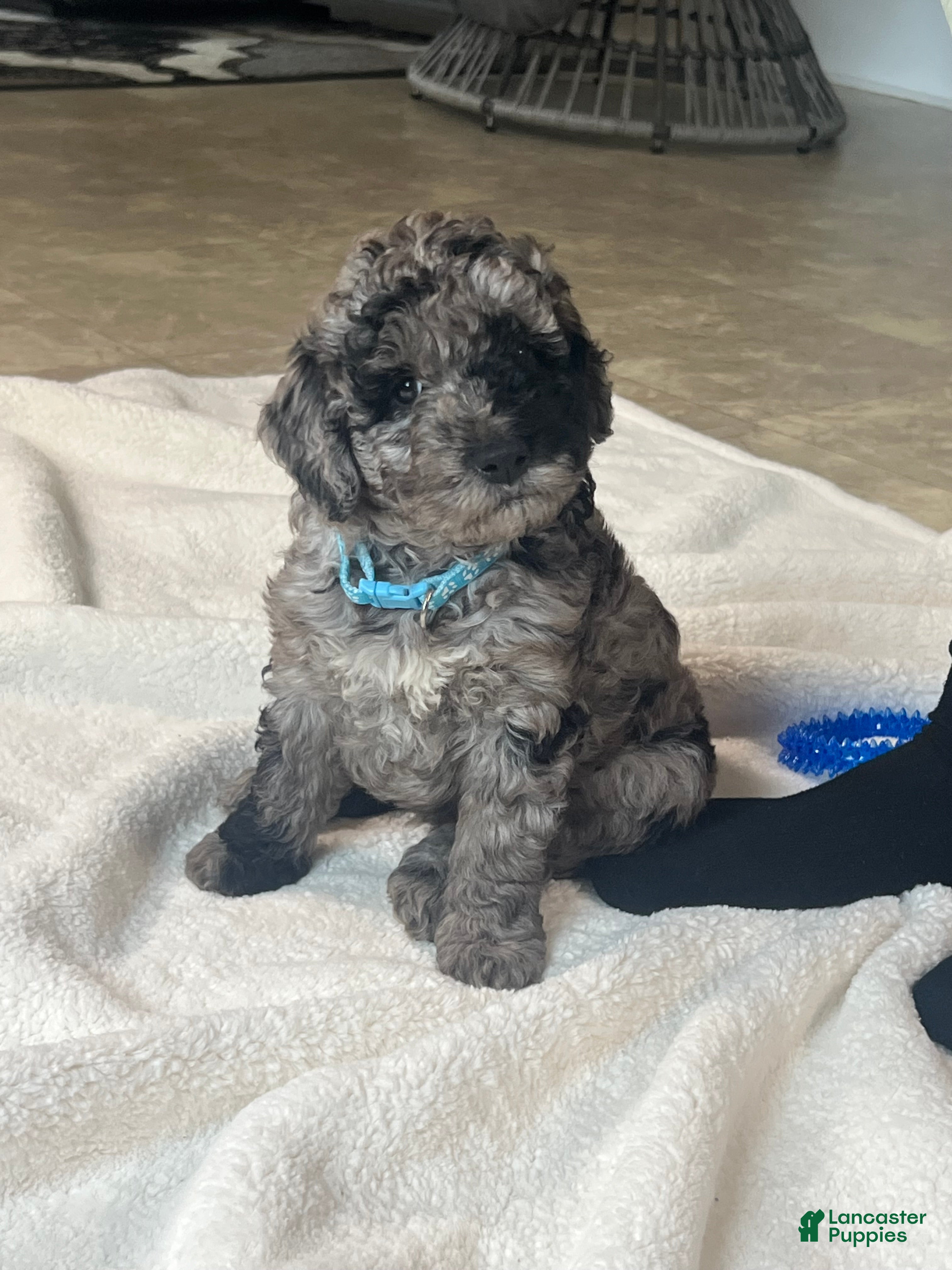 Mini Goldendoodle dogs Patch Mini Goldendoodle Puppy  - Ad 1