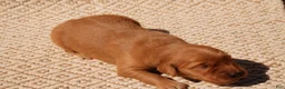 Golden Retriever dogs for sale: Daisy -AKC, Genetically Clear - Ad 76