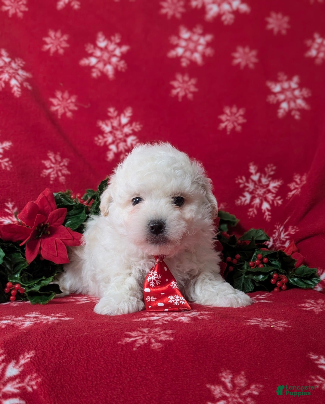 Bichon Frise dogs for sale: Bolton - Ad 7