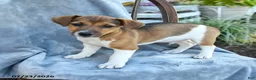 Jack Russell Terrier dogs for sale: Nolan - Ad 1