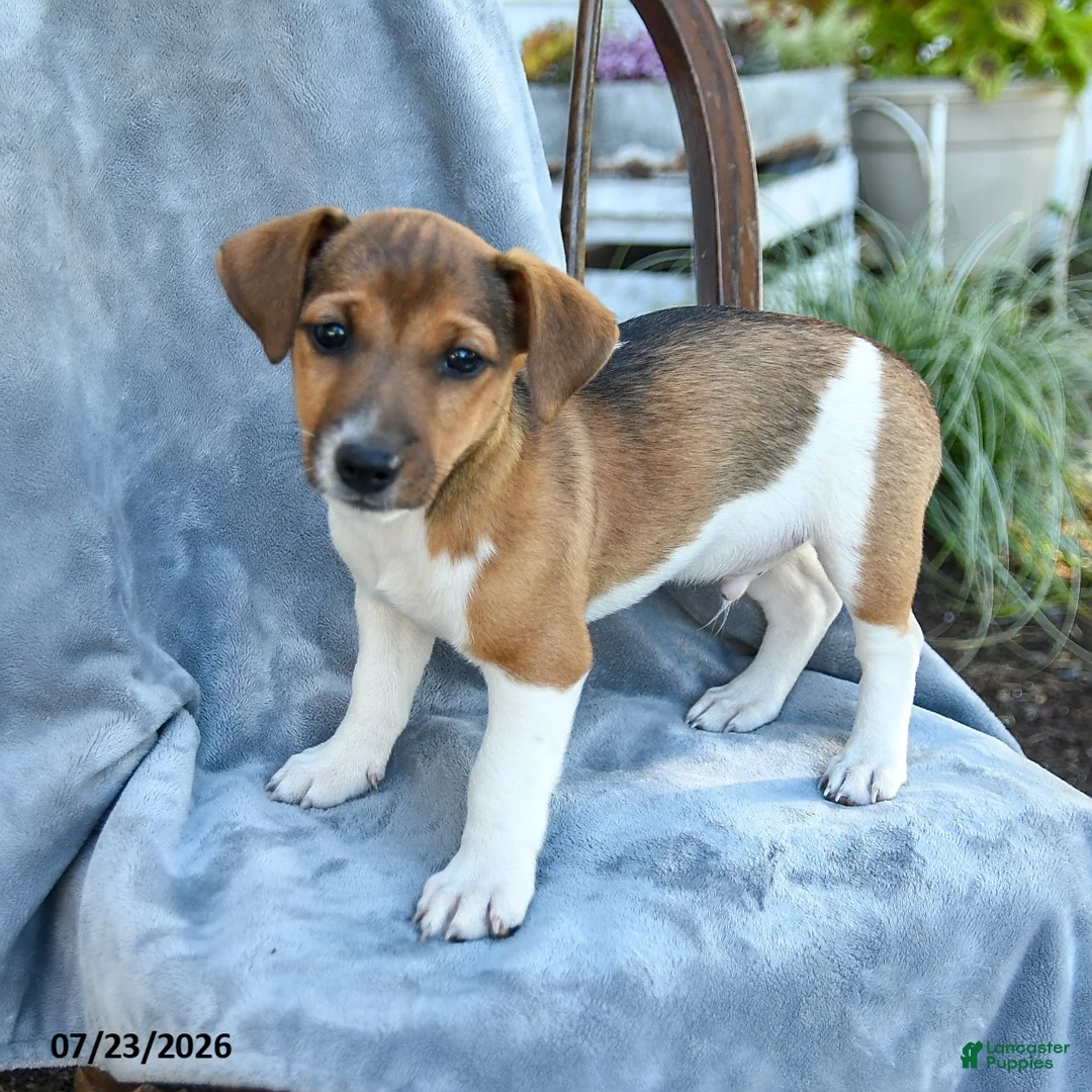 Jack Russell Terrier dogs for sale: Nolan - Ad 1