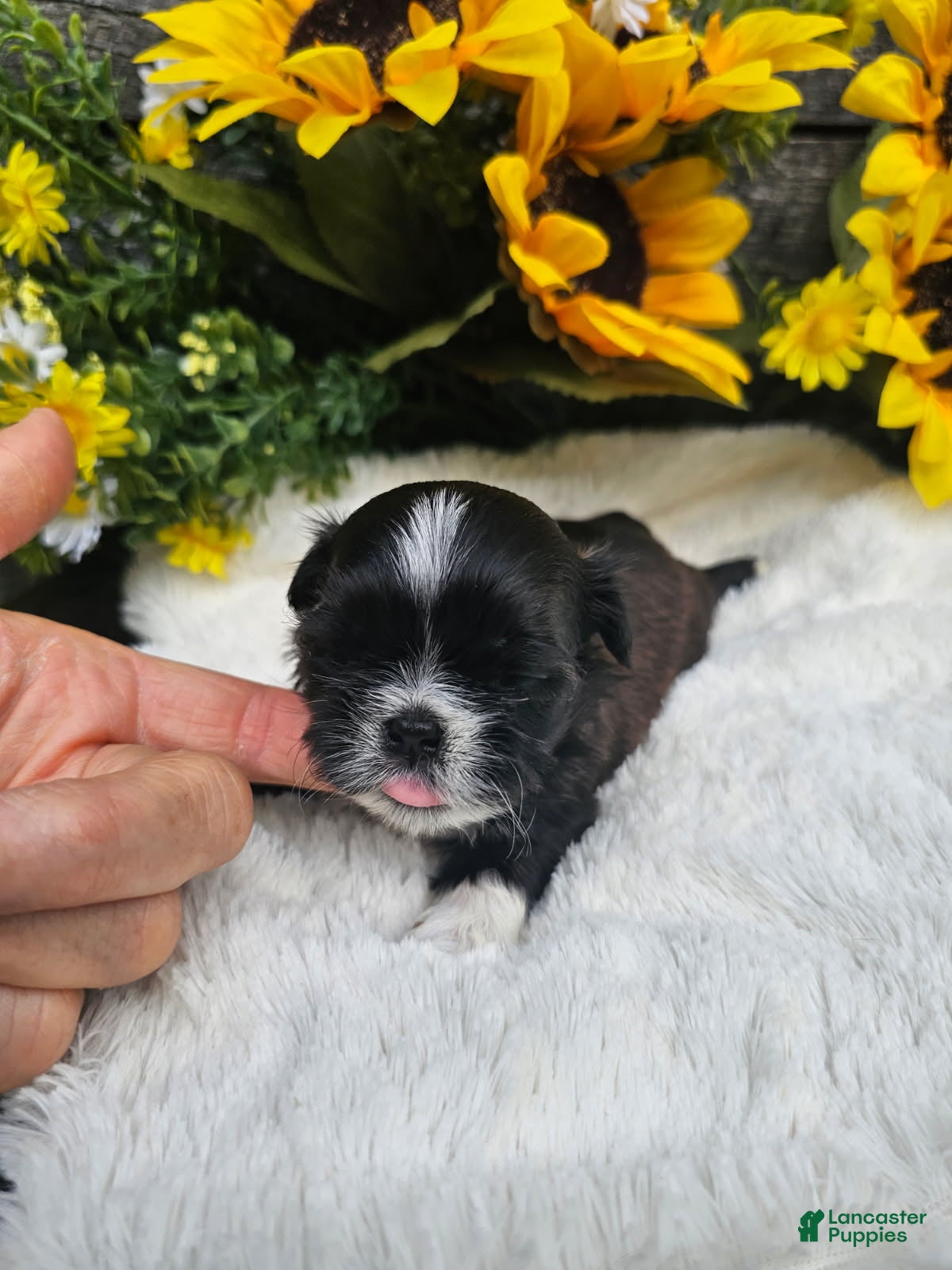 Shih Tzu dogs Scruffy - Ad 2