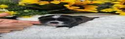 Shih Tzu dogs for sale: Scruffy - Ad 2