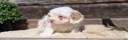 Cockapoo dogs for sale: Luna - Ad 4