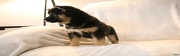 Shiba Inu dogs for sale: Sophie  - Ad 6
