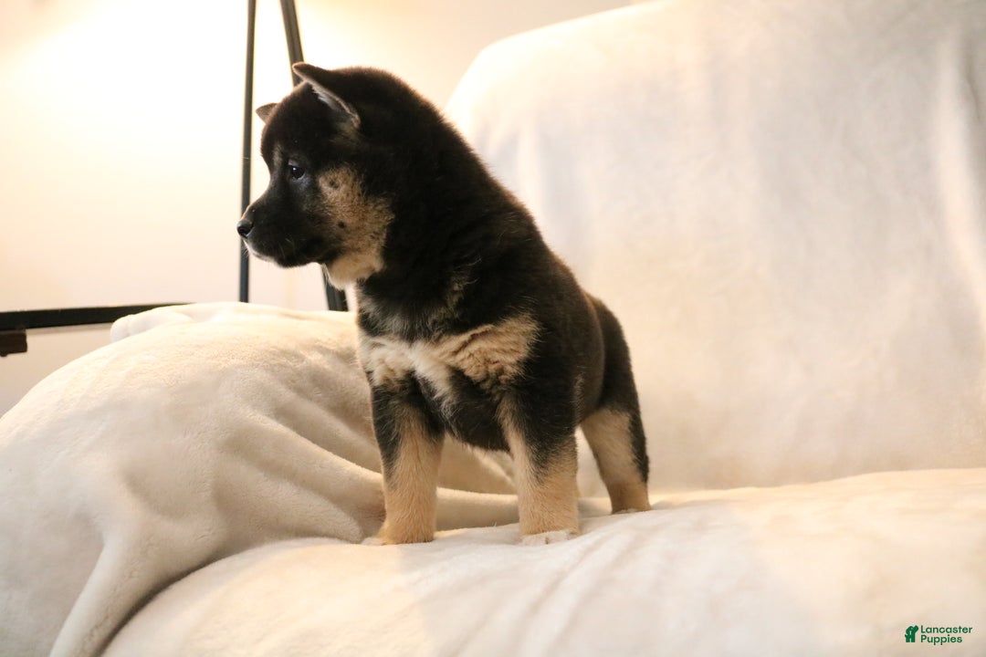 Shiba Inu dogs for sale: Sophie  - Ad 6