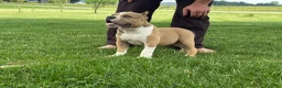 American Bully dogs for sale: Faye - Ad 7
