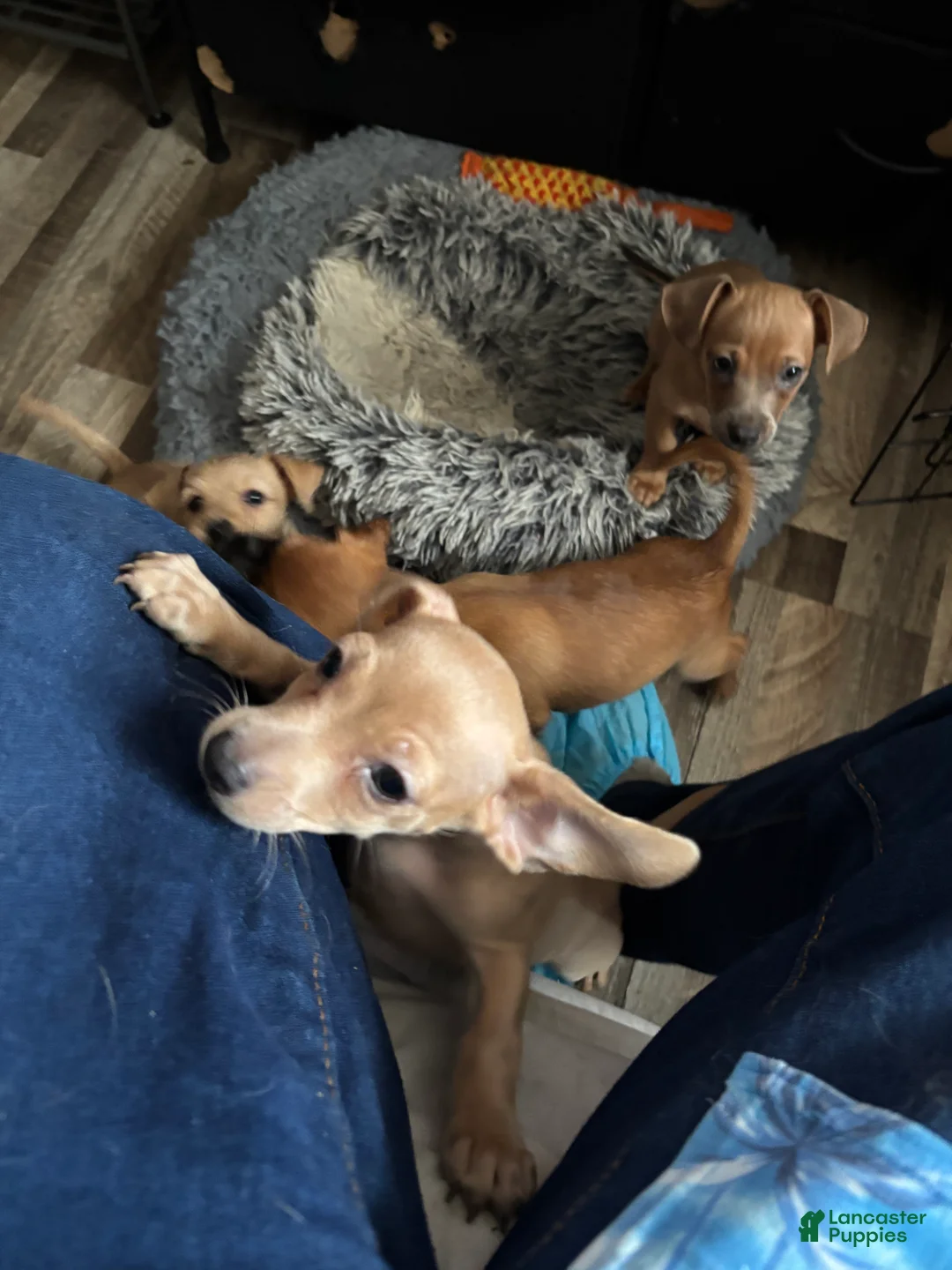 Mixed Breed dogs for sale: Girlie  - Ad 2