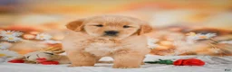 Golden Retriever dogs for sale: Willow - Ad 9