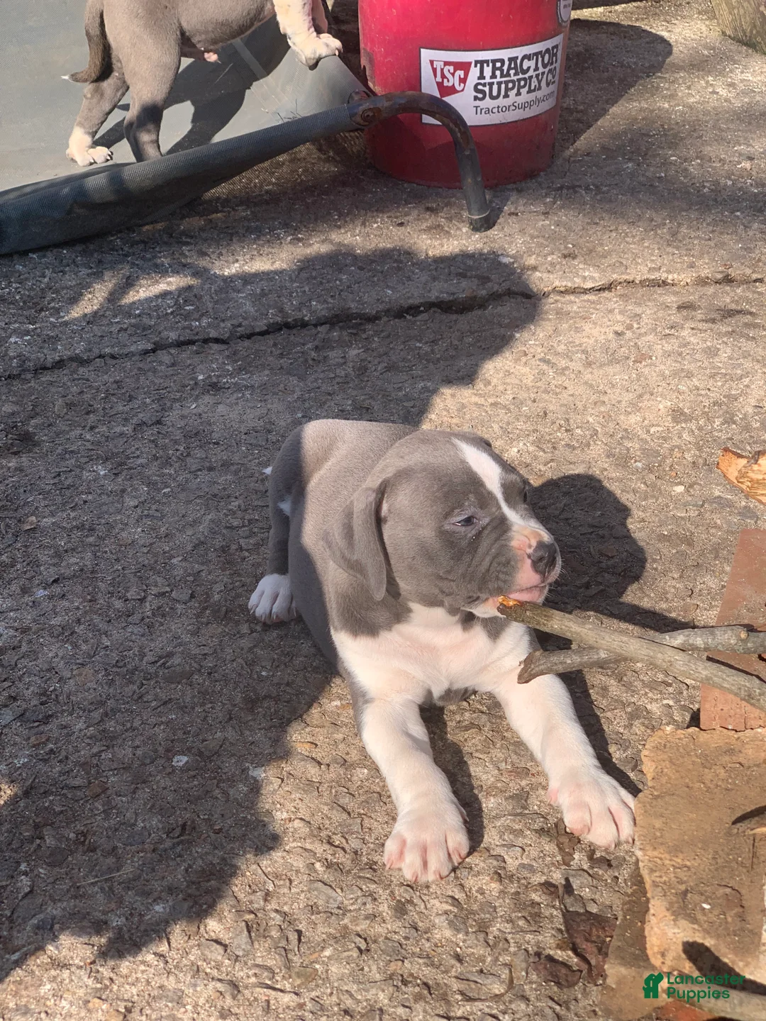 American Pit Bull Terrier dogs for sale: Thor - Ad 3