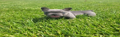 Bri, Puppy 6