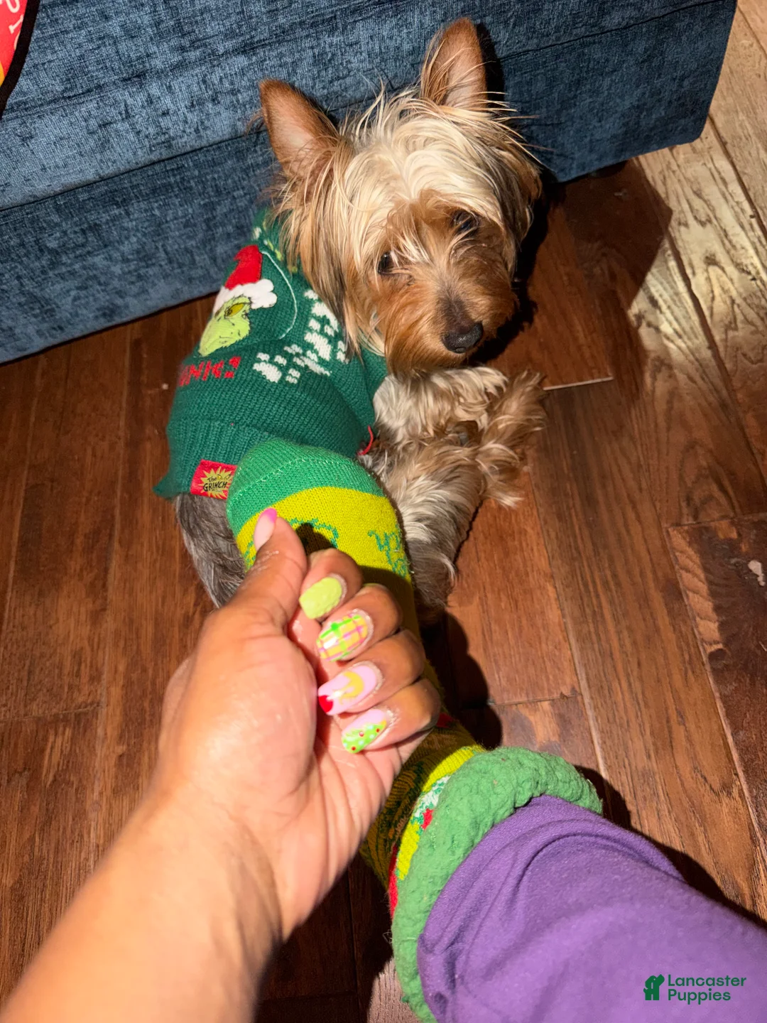 Silky Terrier dogs for sale: Silky Terrier Puppy 2 - Ad 4