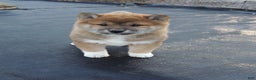 Shiba Inu dogs for sale: RYDER - Ad 8