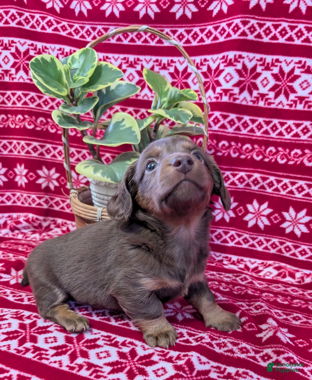 Miniature Dachshund dogs for sale: Andy  - Ad 3