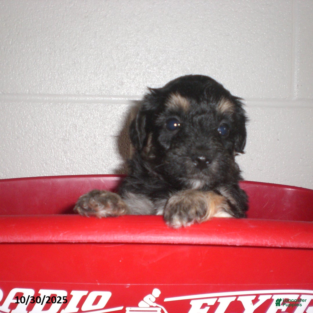 Yorkiepoo dogs for sale: Trent - Ad 12