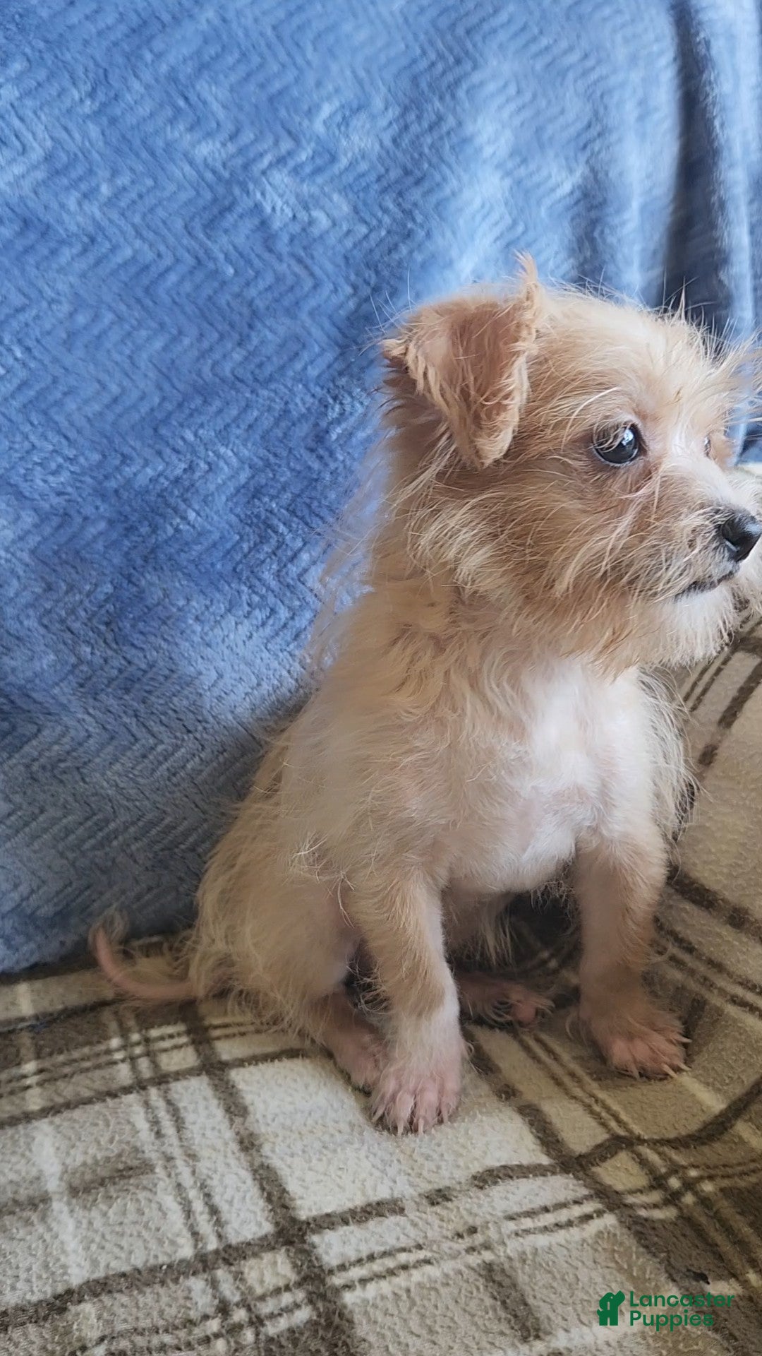 Mixed Breed dogs for sale: Maddie - Ad 5