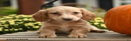 Dachshund dogs for sale: Fauna - Ad 1