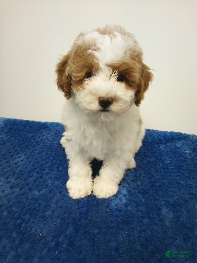 Toy Poodle dogs Elvis - Ad 2