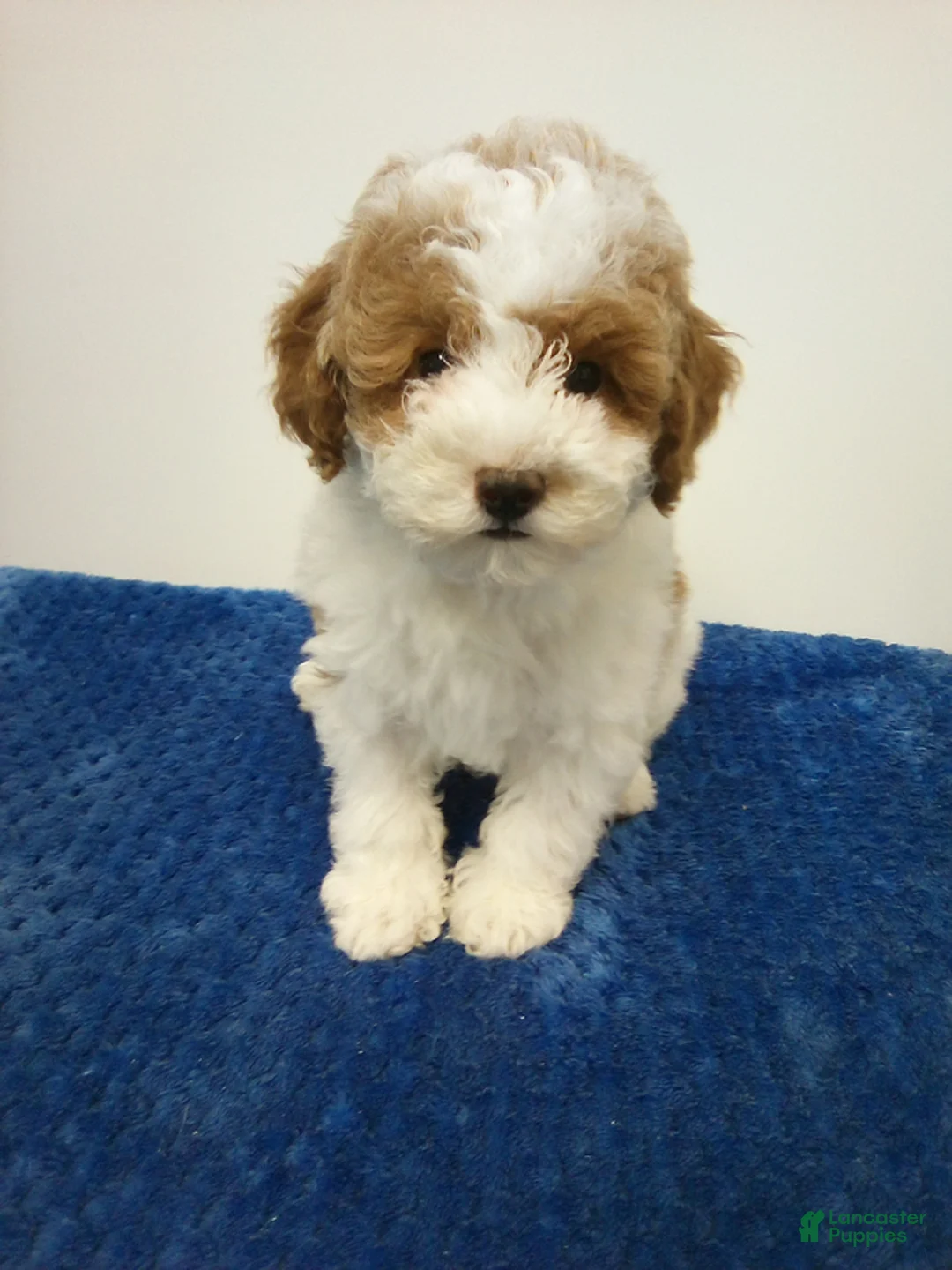 Toy Poodle dogs for sale: Elvis - Ad 2