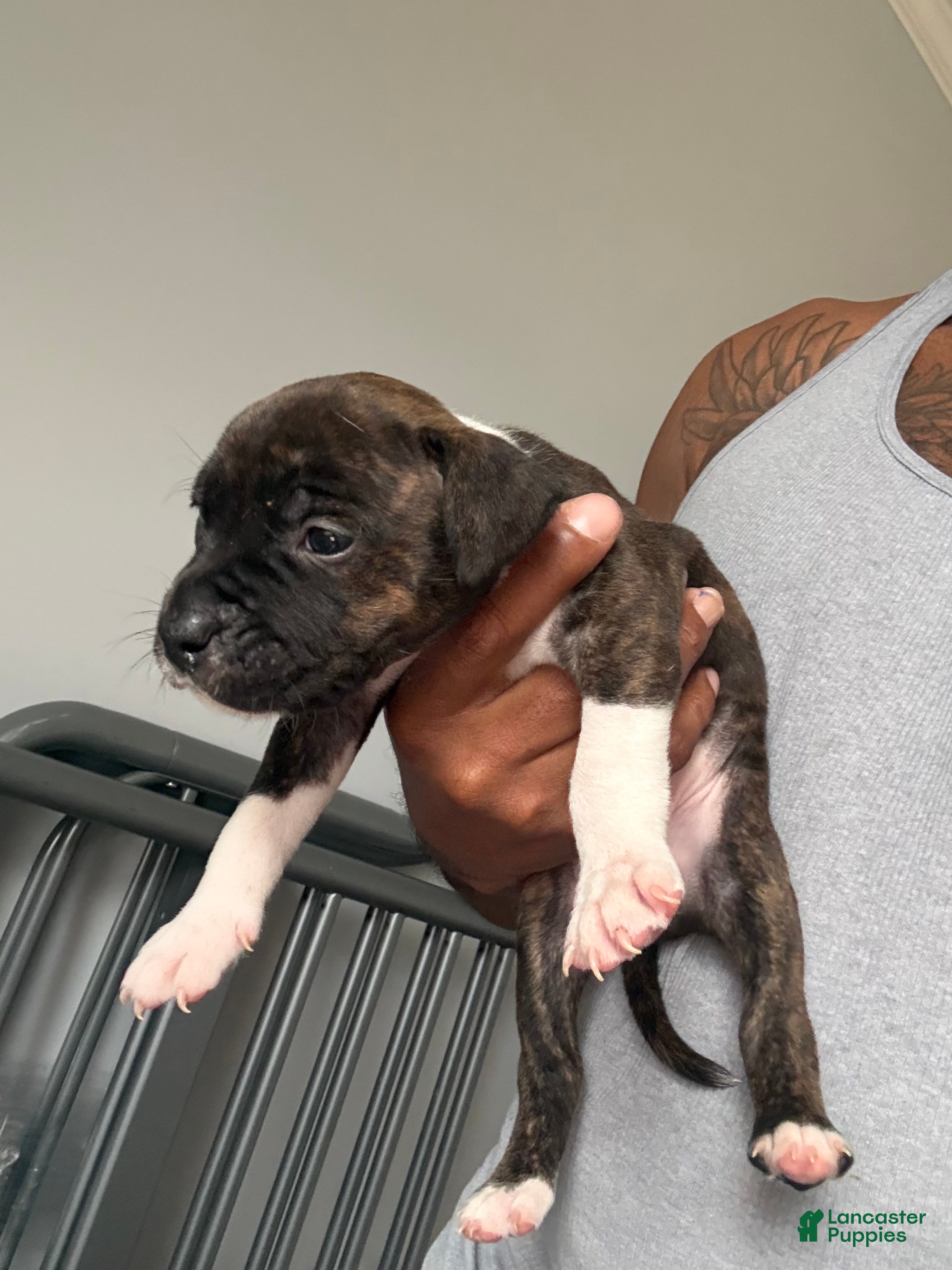 American Bully dogs American Bully Puppy 5 - Ad 30