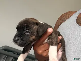 American Bully dogs American Bully Puppy 5 - Ad 30