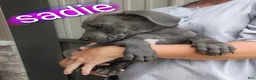 Great Dane dogs for sale: Trevor - Ad 3