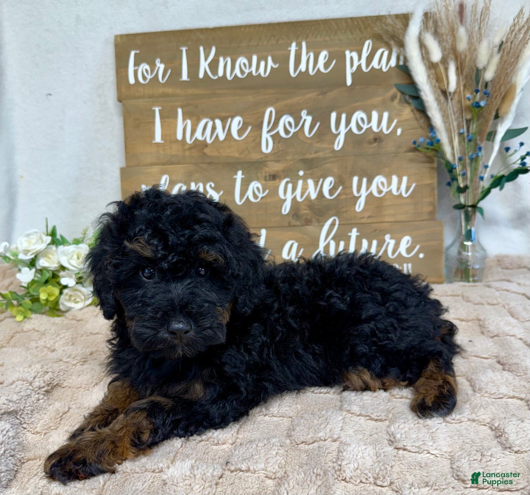 Toy Poodle dogs for sale: Buddy - Ad 4