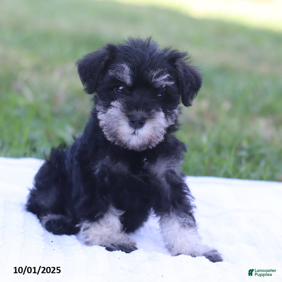 Miniature Schnauzer Puppies for sale in Somerset, Kentucky
