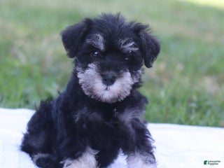 Miniature Schnauzer dogs - Ad 18