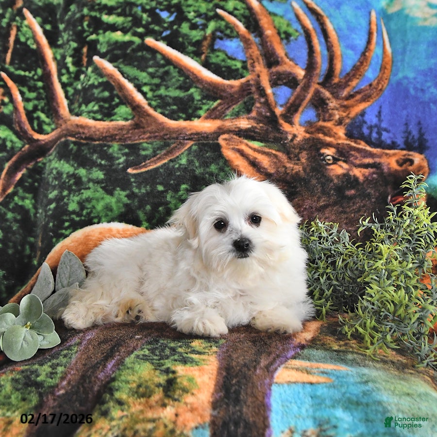 Maltese dogs Fritz EXTRA SMALL - Ad 2