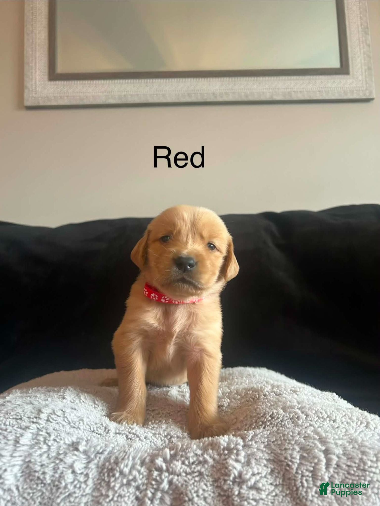 Golden Retriever dogs Red ❤️ - Ad 20