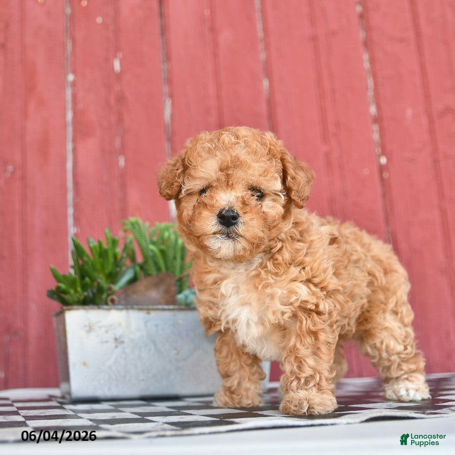 Toy Poodle dogs for sale: Sage  - Ad 2