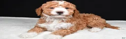 Mini Goldendoodle dogs for sale: Miley - Ad 4