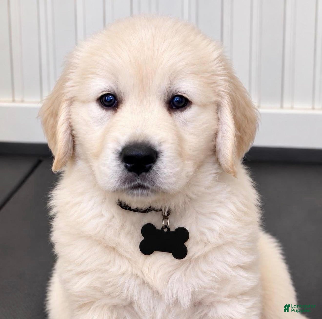 Golden Retriever dogs for sale: Rex - Ad 2