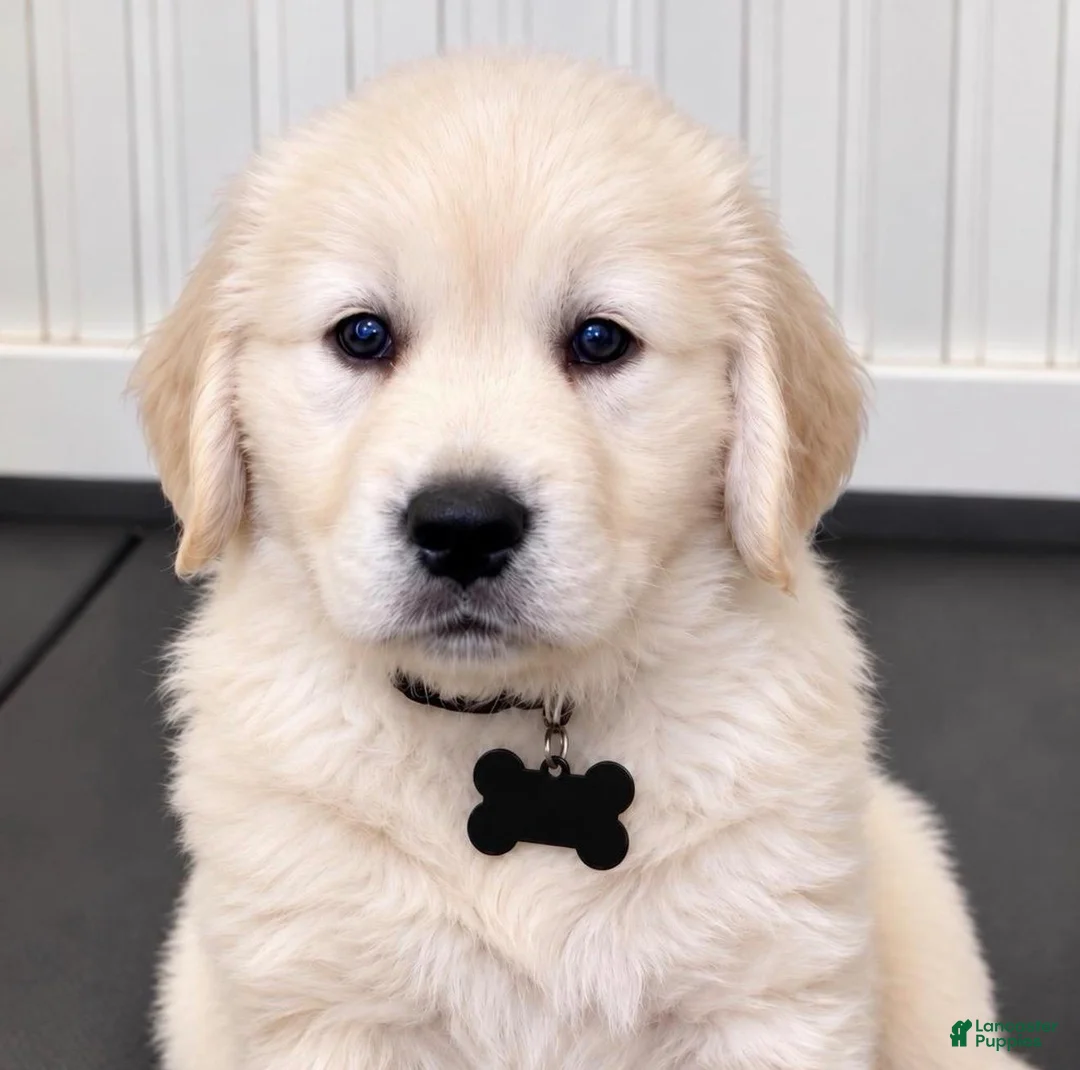 Golden Retriever dogs for sale: Rex - Ad 1