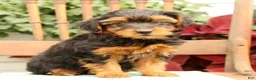 Morkie dogs for sale: Debora - Ad 4