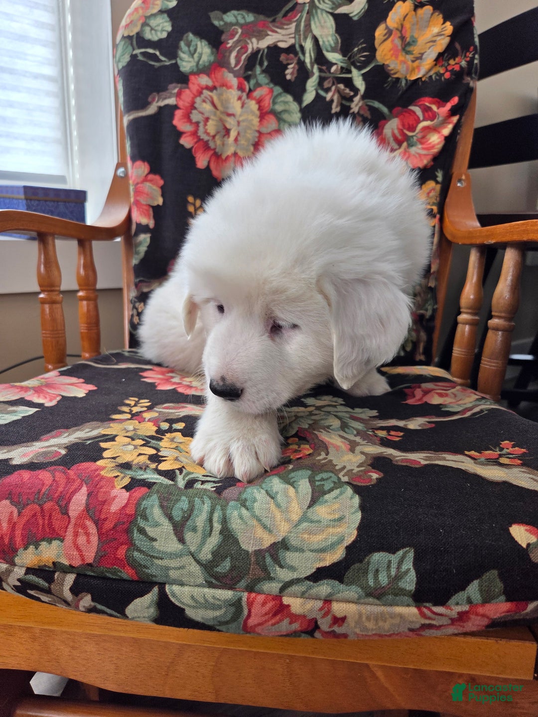 Great Pyrenees dogs for sale: Casper - Ad 3