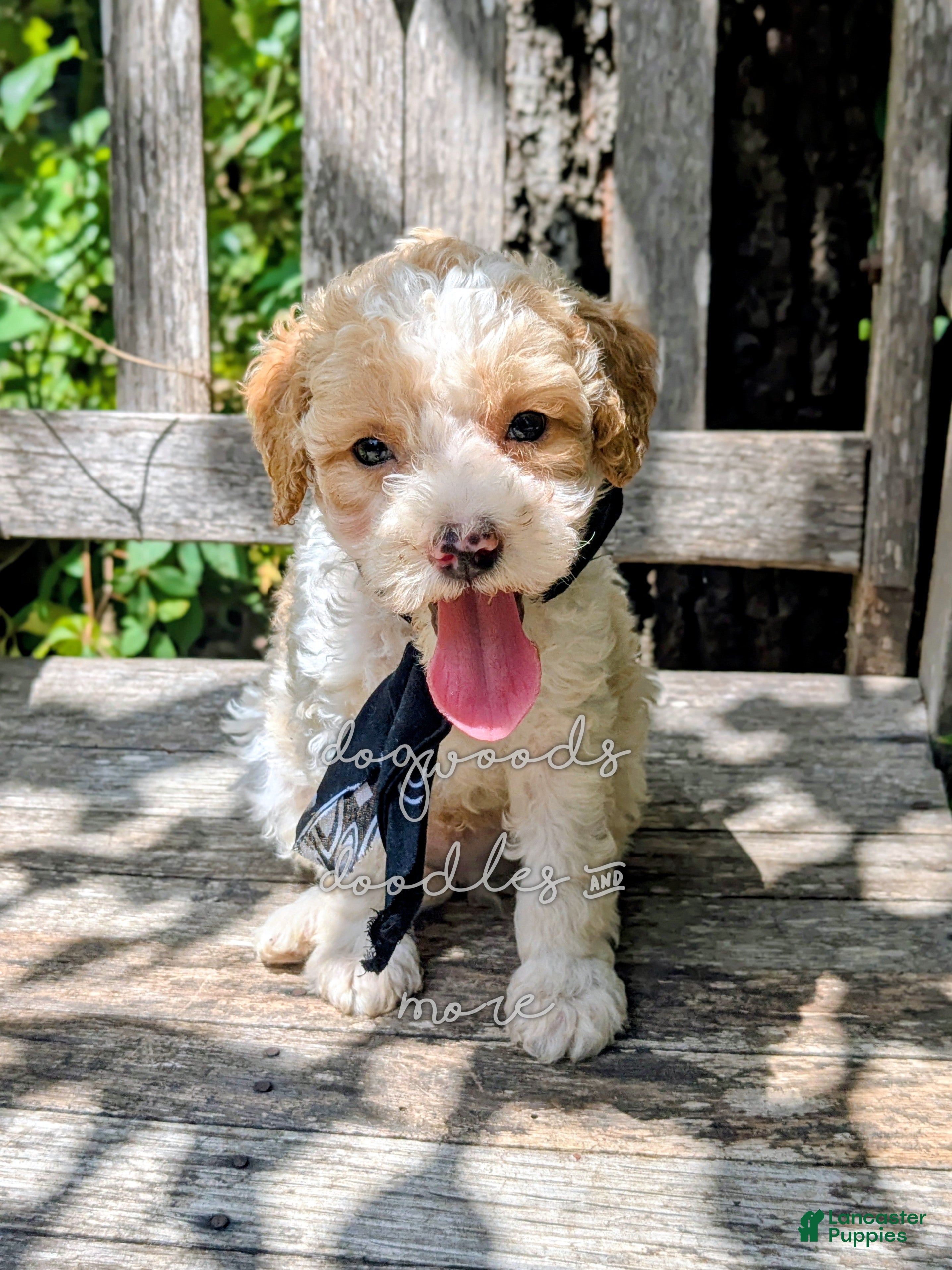 Miniature Poodle dogs Michaelageo  - Ad 1