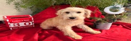 Schnoodle dogs for sale: Isaiah - Ad 4