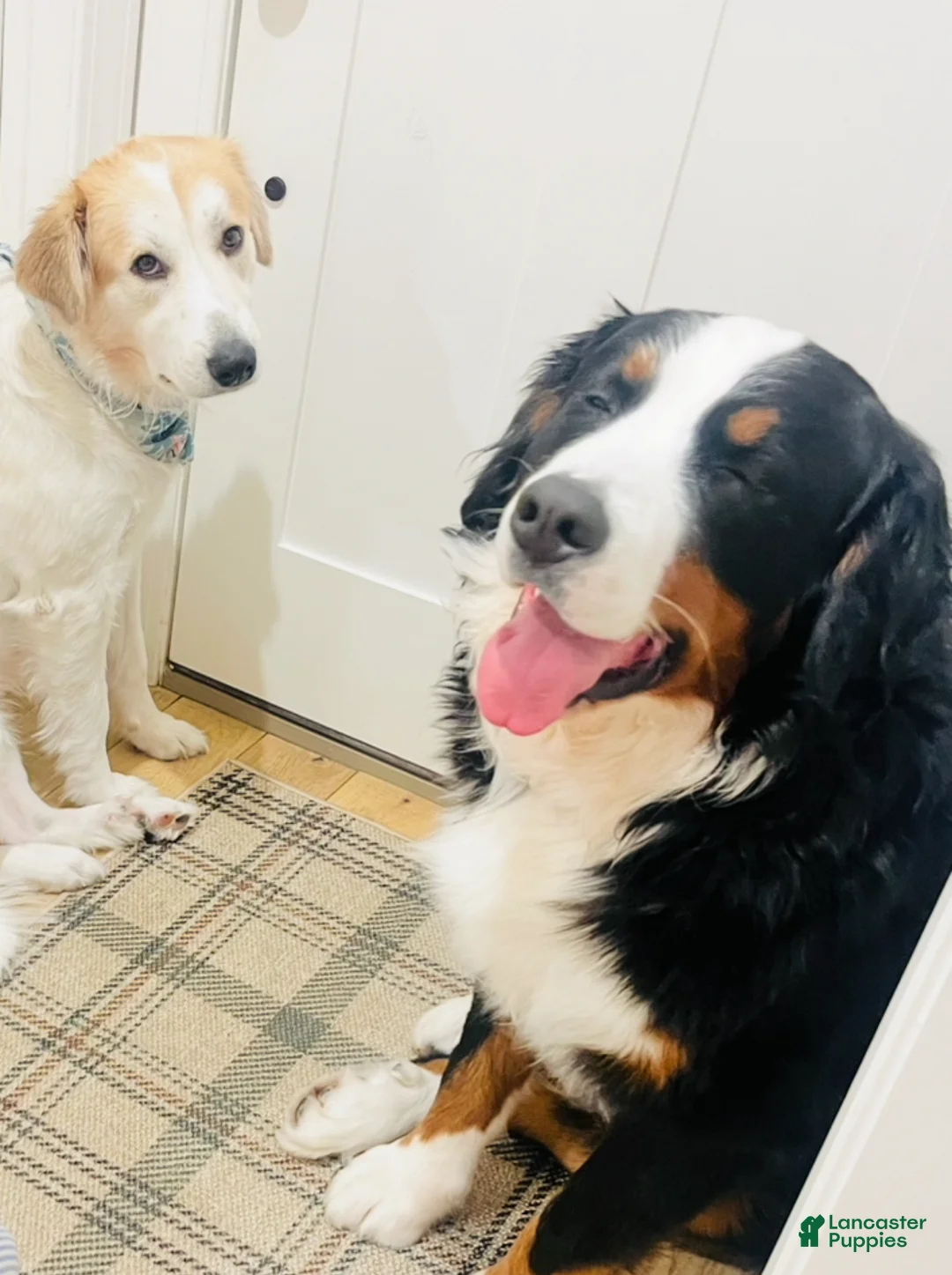 Mixed Breed dogs for sale: River  - Ad 4