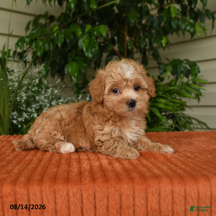 Maltipoo dogs Oaklyn - Ad 1